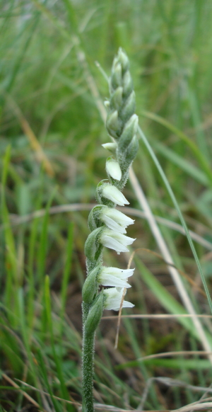 Spiranthes spiralis